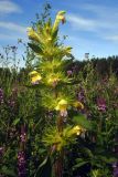 Galeopsis speciosa. Верхушка цветущего растения. Свердловская обл., окр. г. Североуральск, разнотравный луг в еловом лесу. 24.07.2007.