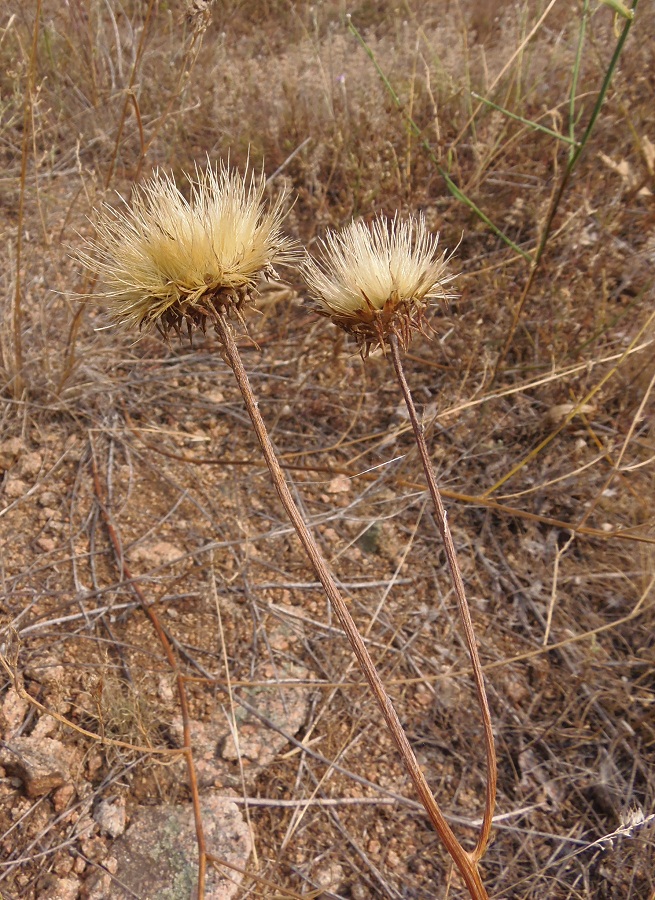 Image of Jurinea granitica specimen.