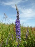 Veronica longifolia. Соцветие. Магаданская обл., Ольский р-н, Ольское шоссе, разнотравный луг. 31.08.2015.