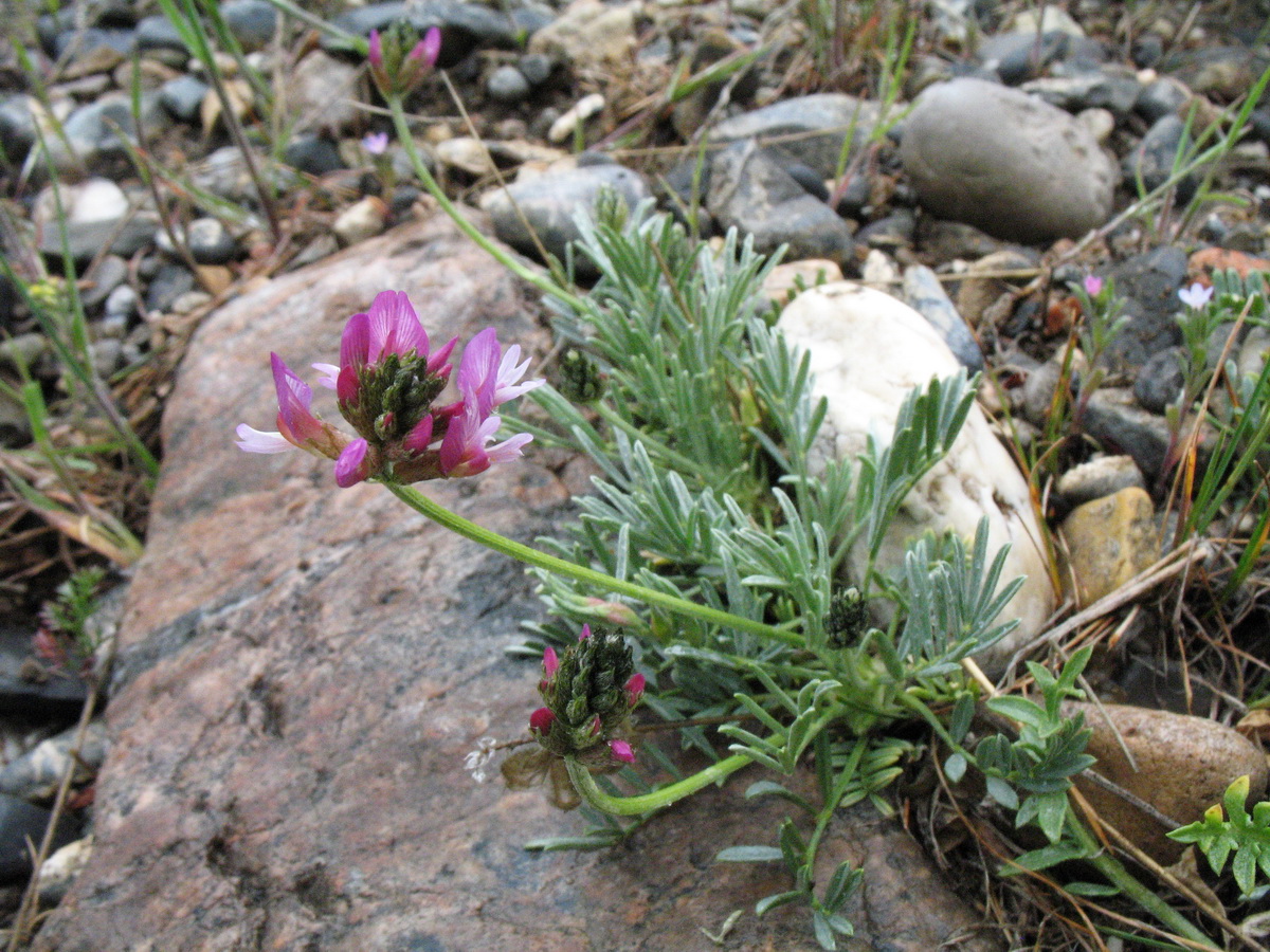 Image of Astragalus kronenburgii specimen.