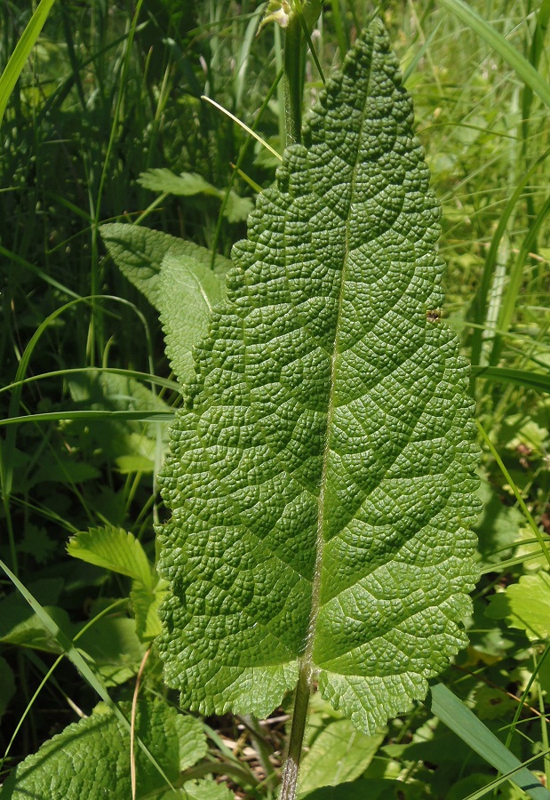 Изображение особи Salvia stepposa.