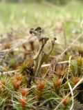 genus Cladonia