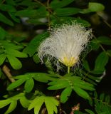 Calliandra haematocephala. Соцветие. Таиланд, о-в Пхукет, ботанический сад. 16.01.2017.