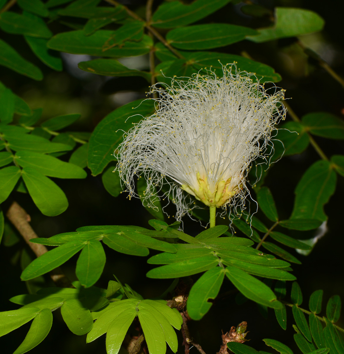 Image of Calliandra haematocephala specimen.