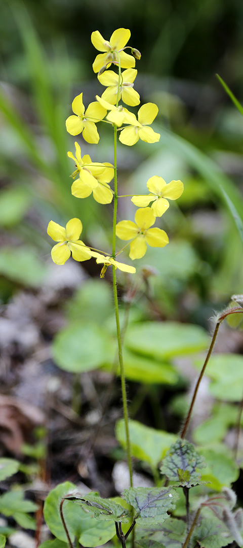 Image of Epimedium colchicum specimen.