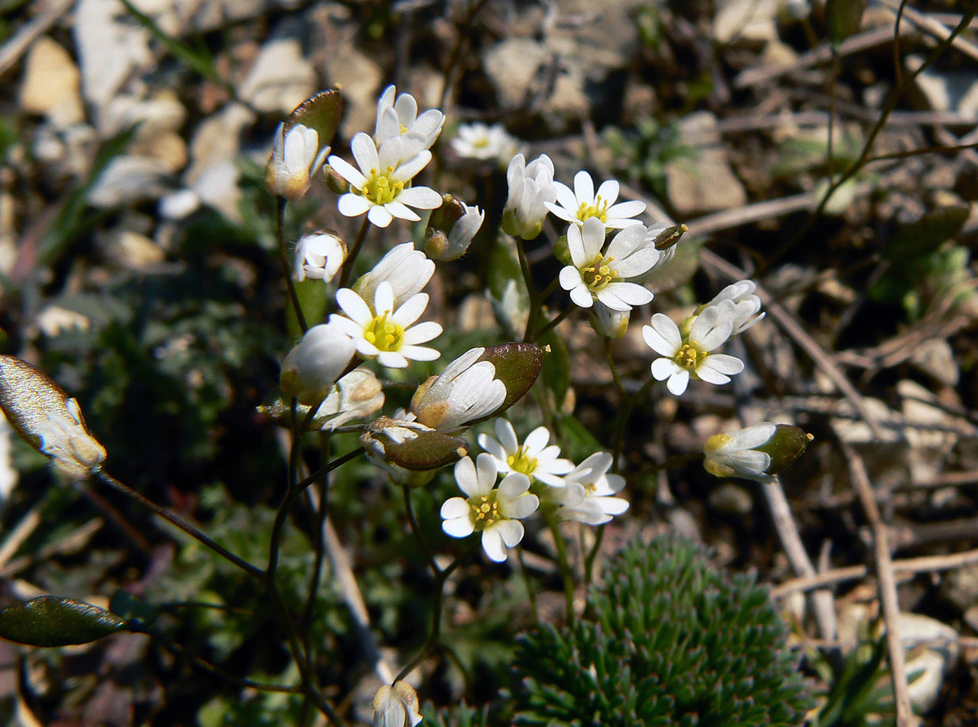 Изображение особи Erophila verna.