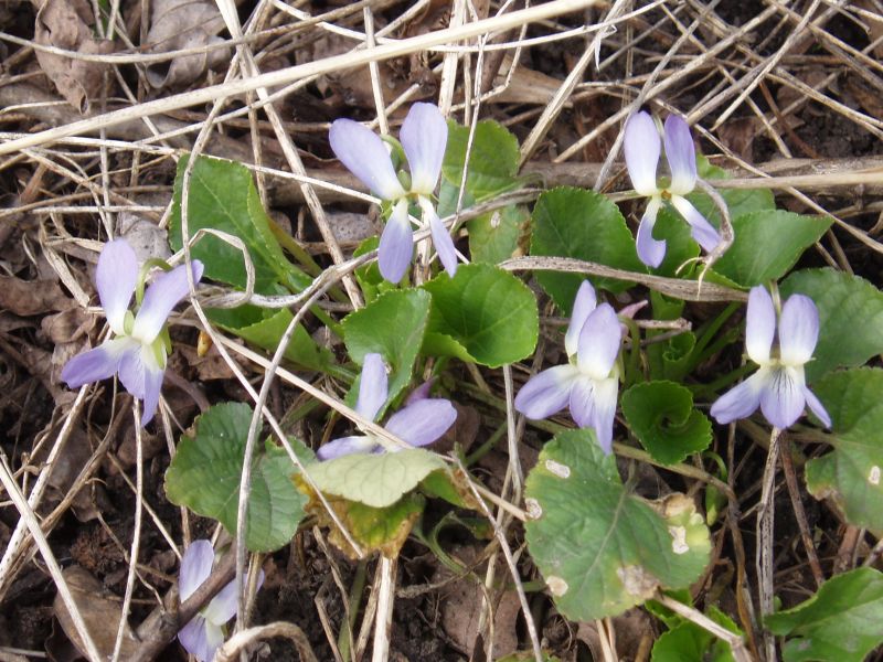 Image of Viola suavis specimen.