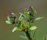 Syringa vulgaris. Развивающиеся соцветия на верхушках побегов. Московская обл., Раменский р-н, окр. дер. Хрипань, садовый участок. 02.05.2017.