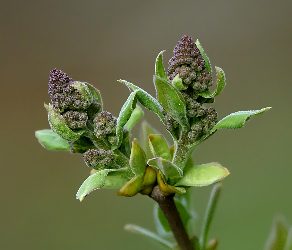 Изображение особи Syringa vulgaris.