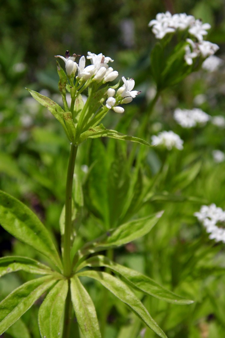 Изображение особи Galium odoratum.