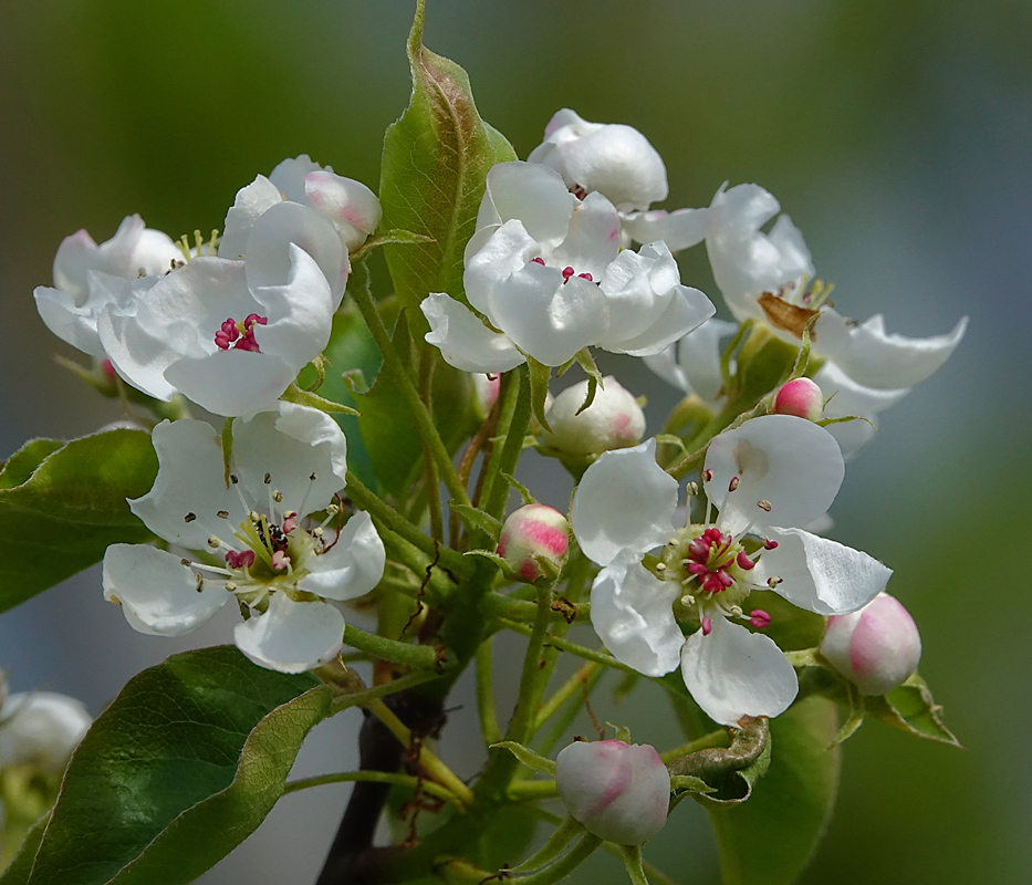 Изображение особи Pyrus communis.