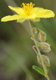 Helianthemum nummularium