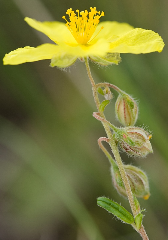 Изображение особи Helianthemum nummularium.