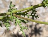 Senecio vernalis. Средняя часть стебля с листьями. Грузия, Горийский р-н, окр. с. Уплисцихе, левый берег р. Кура, скальное (песчаниковое) обнажение. 01.05.2017.