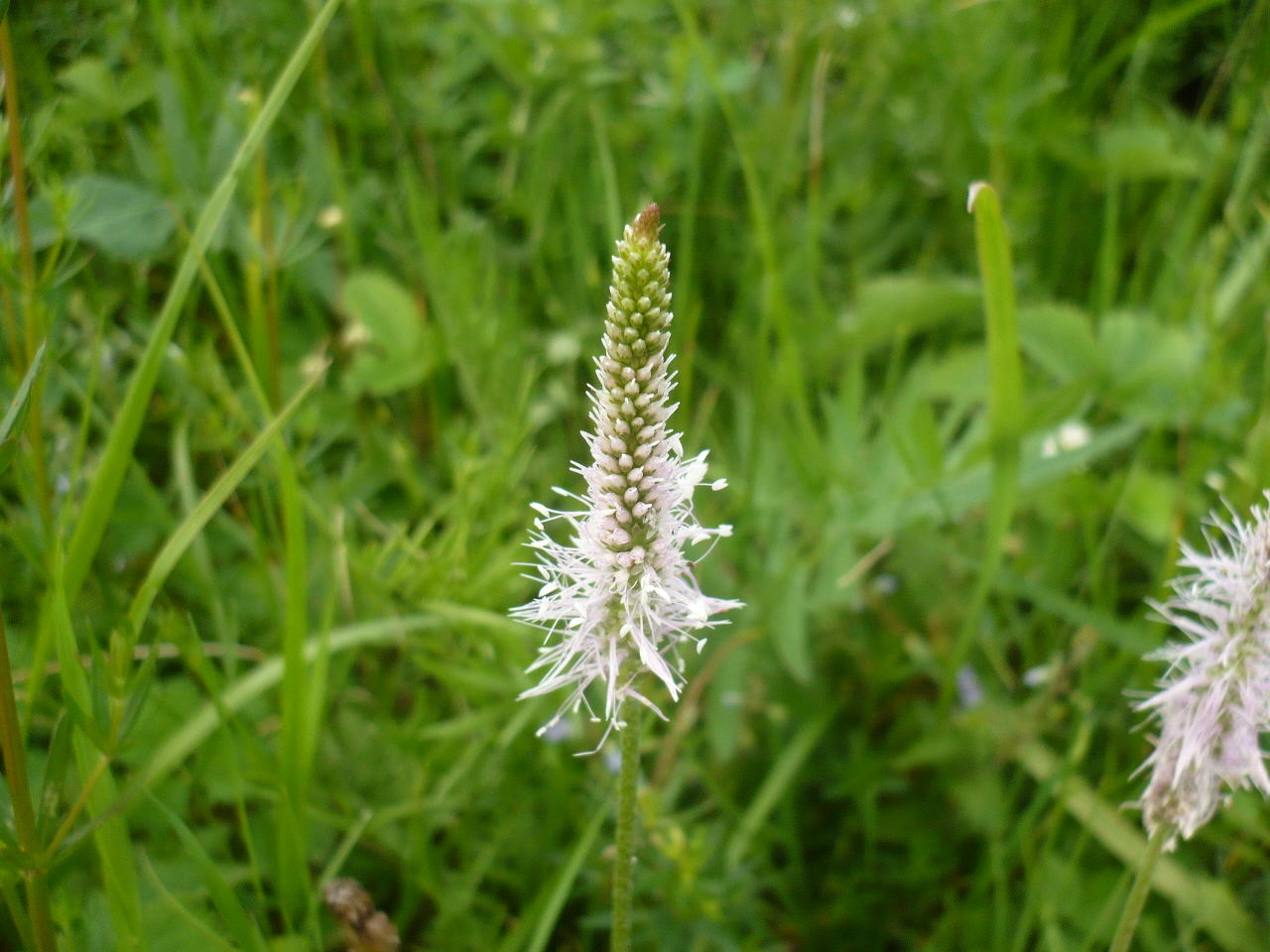 Image of Plantago media specimen.