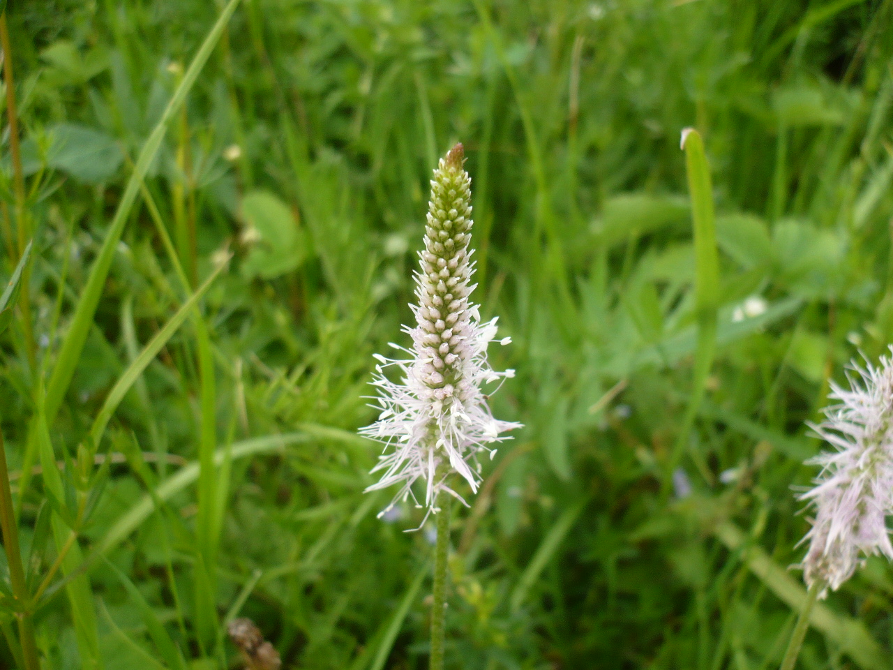 Image of Plantago media specimen.