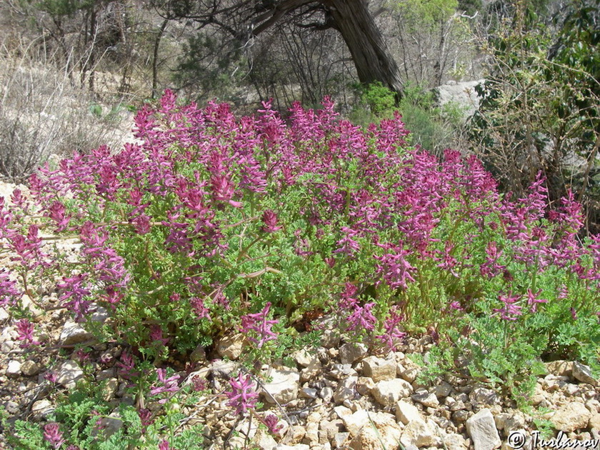 Image of genus Fumaria specimen.