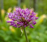 genus Allium