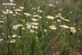 Tripleurospermum inodorum. Верхушка цветущего растения с пауком-бокоходом (Thomisus), поймавшим муху-журчалку (Eristalis). Ростовская обл., Волгодонской р-н, Панский лес, поляна. 23.06.2017.