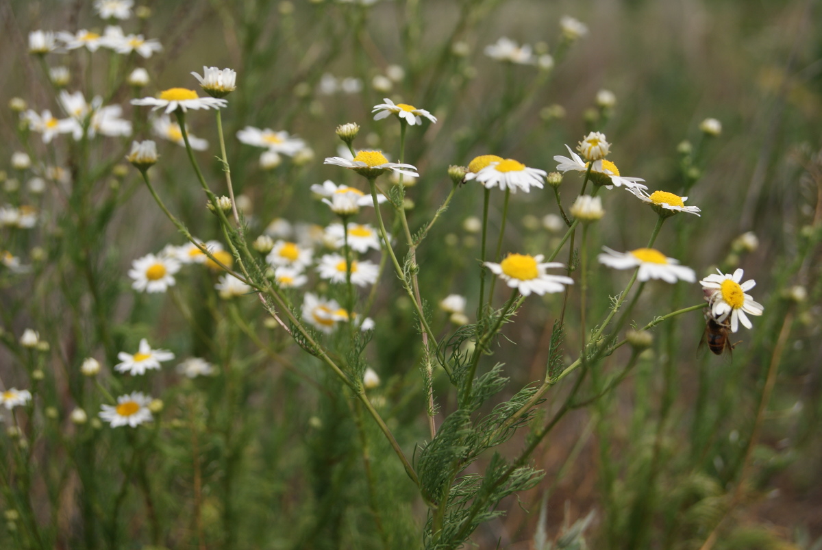 Изображение особи Tripleurospermum inodorum.