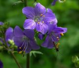 Polemonium caeruleum. Соцветие и питающийся жук-узконадкрылка. Московская обл., Раменский р-н, окр. ж.-д. платформы Хрипань, просека под ЛЭП. 04.07.2017.