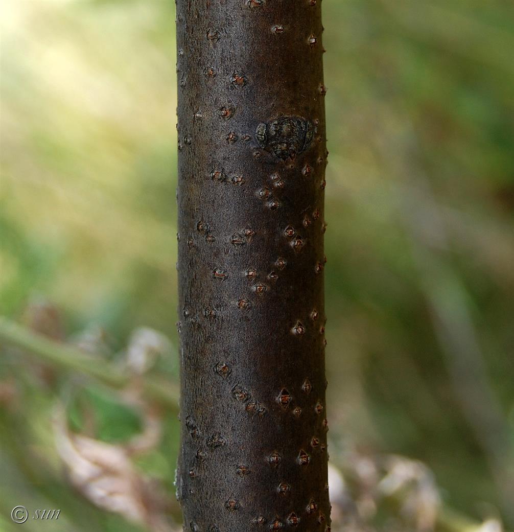 Изображение особи Ptelea trifoliata.