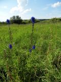 Delphinium elatum