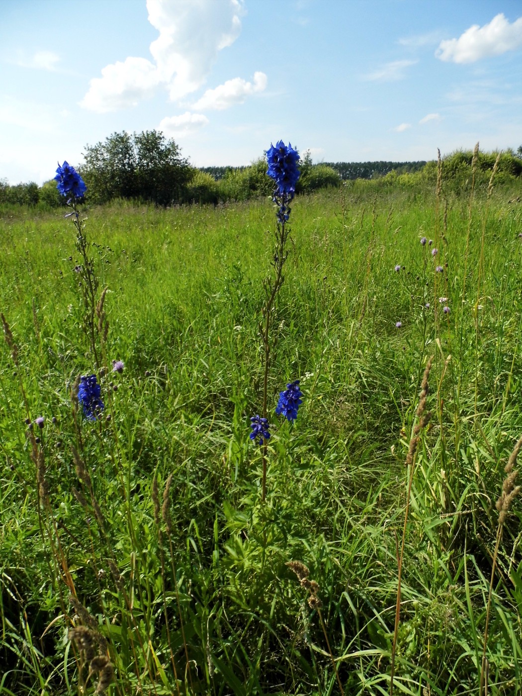 Image of Delphinium elatum specimen.