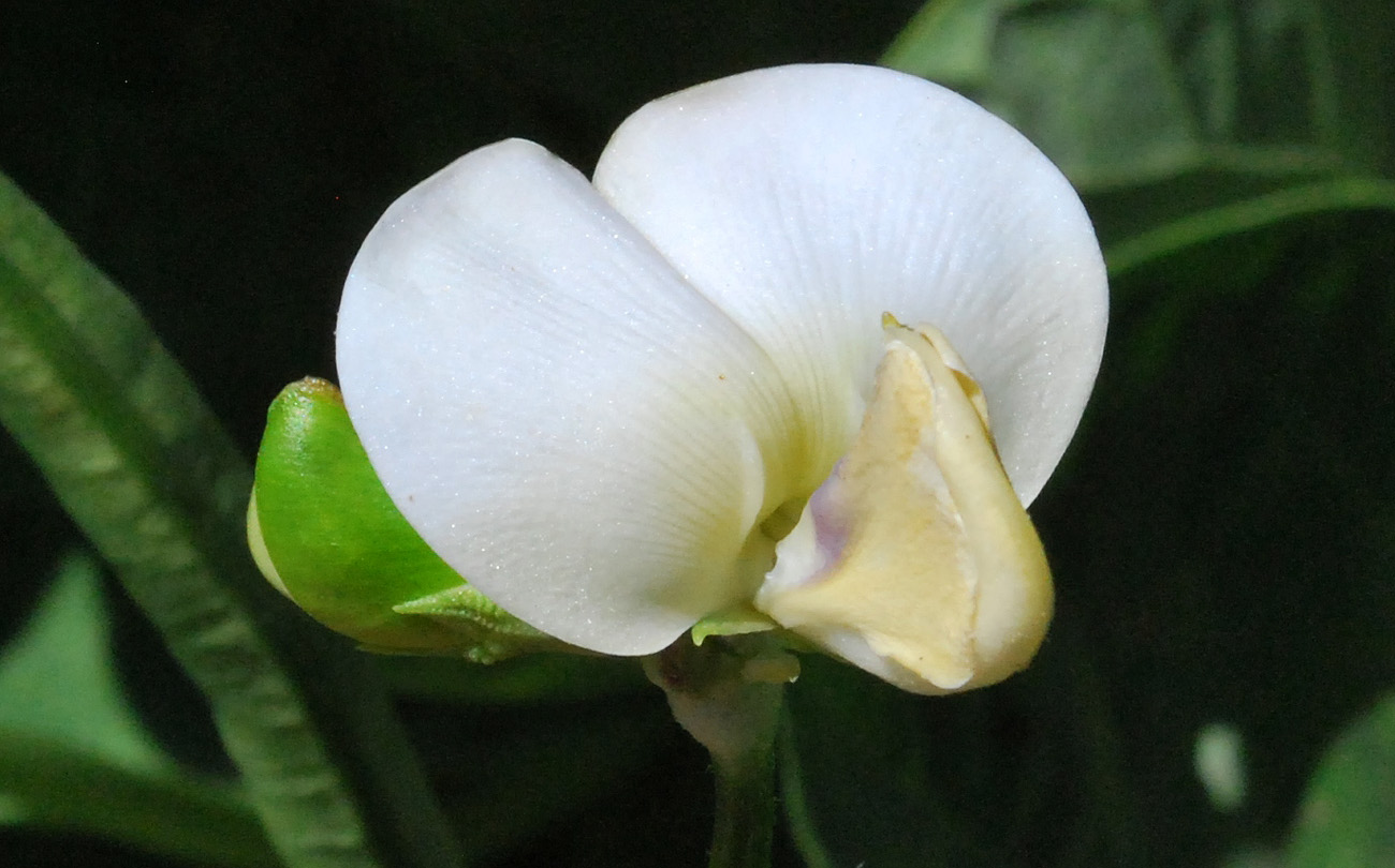 Изображение особи Vigna unguiculata.
