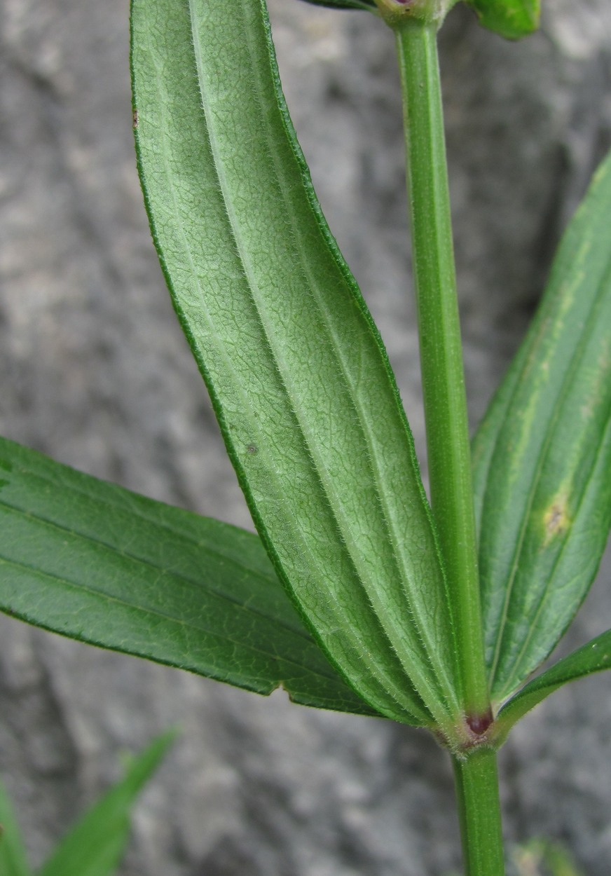 Image of Galium valantioides specimen.