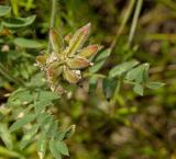 Oxytropis kungurensis. Незрелое соплодие и листья. Пермский край, Берёзовский р-н, долина р. Шаква ниже с. Рыжково, разнотравный склон Татарской горы. 5 августа 2017 г.