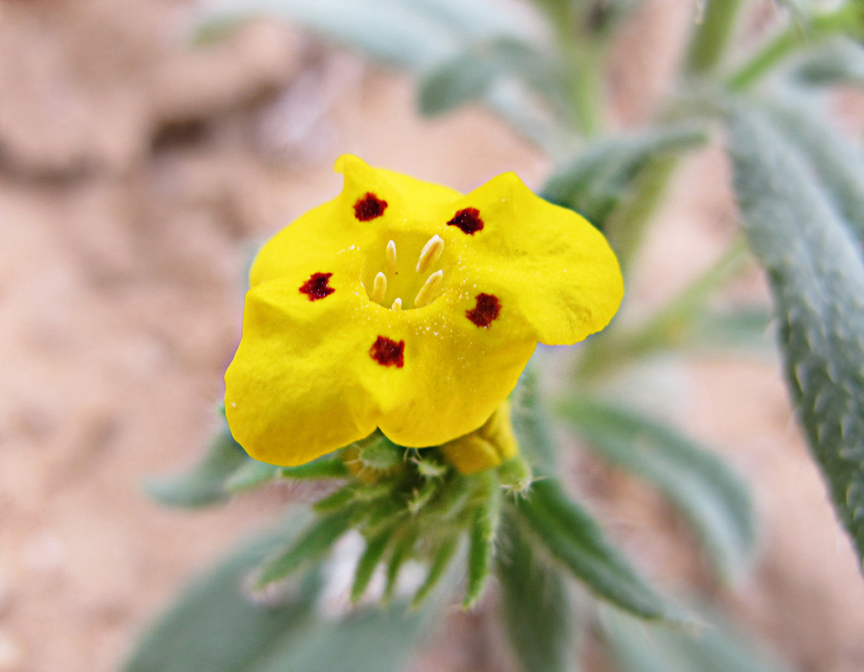 Изображение особи Arnebia guttata.