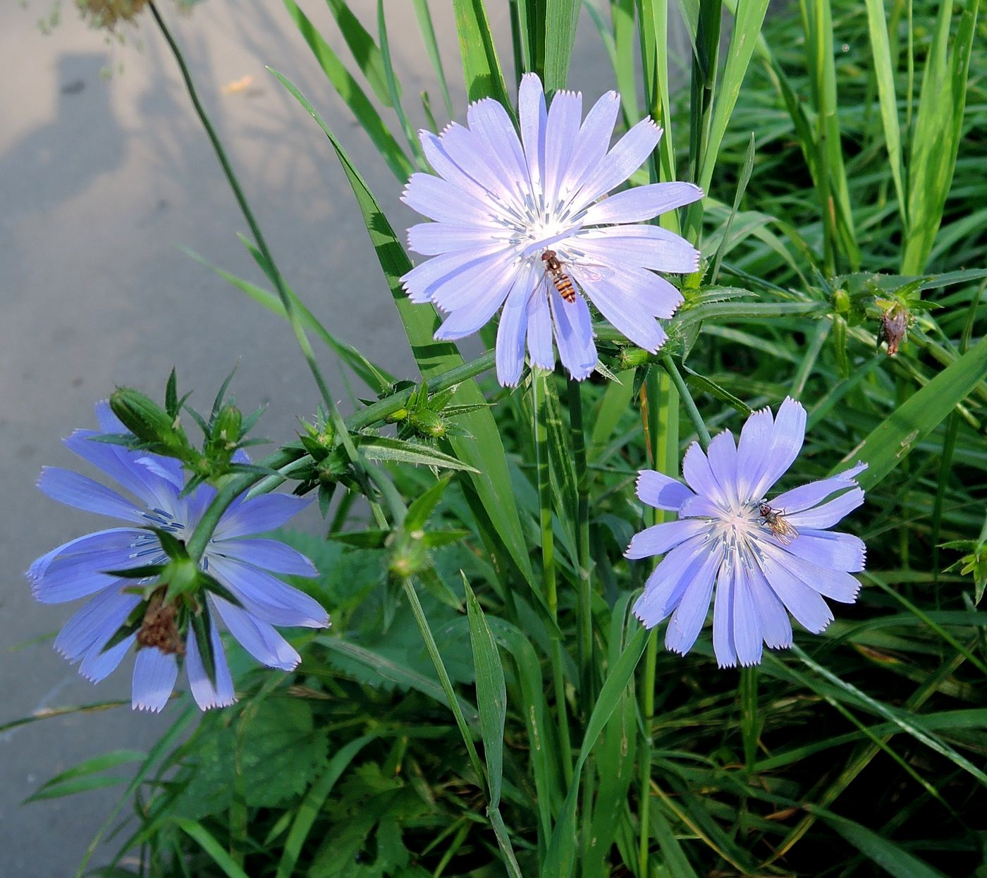 Image of Cichorium intybus specimen.