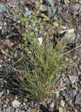 Puccinellia hauptiana