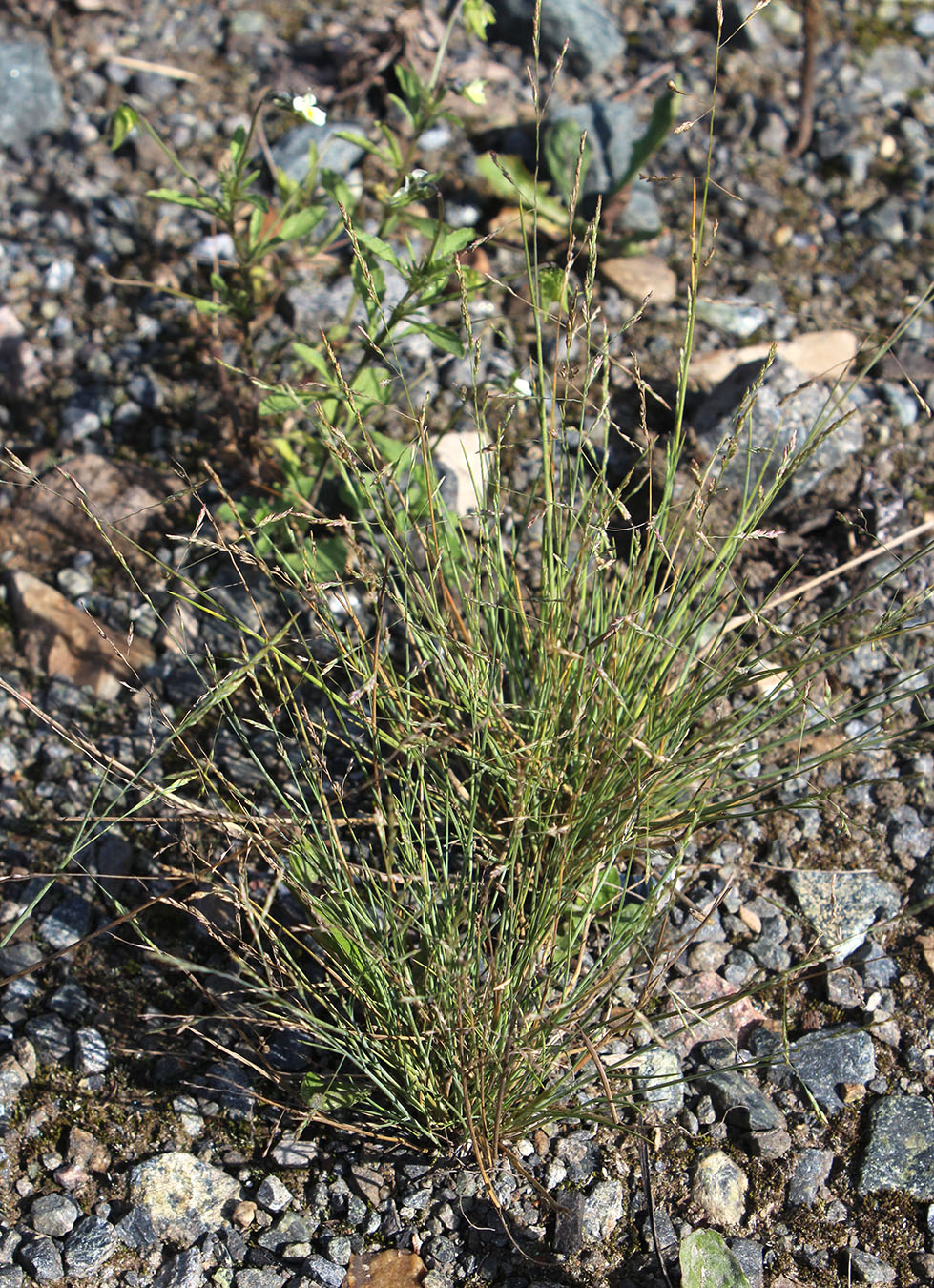 Image of Puccinellia hauptiana specimen.