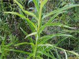 Senecio nemorensis