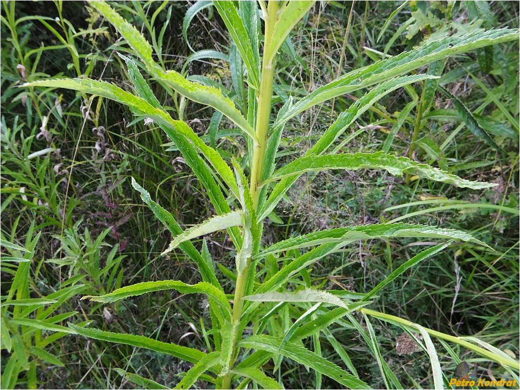 Image of Senecio nemorensis specimen.