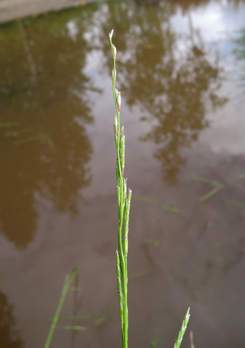 Image of Glyceria fluitans specimen.