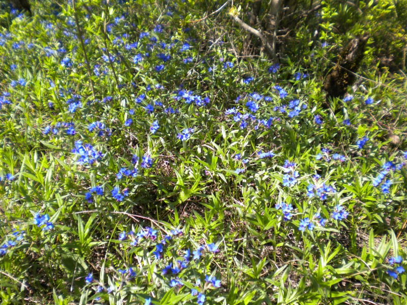 Image of Aegonychon purpureocaeruleum specimen.