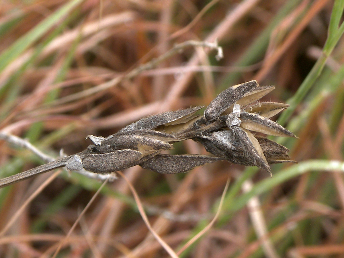 Image of Astragalus reduncus specimen.