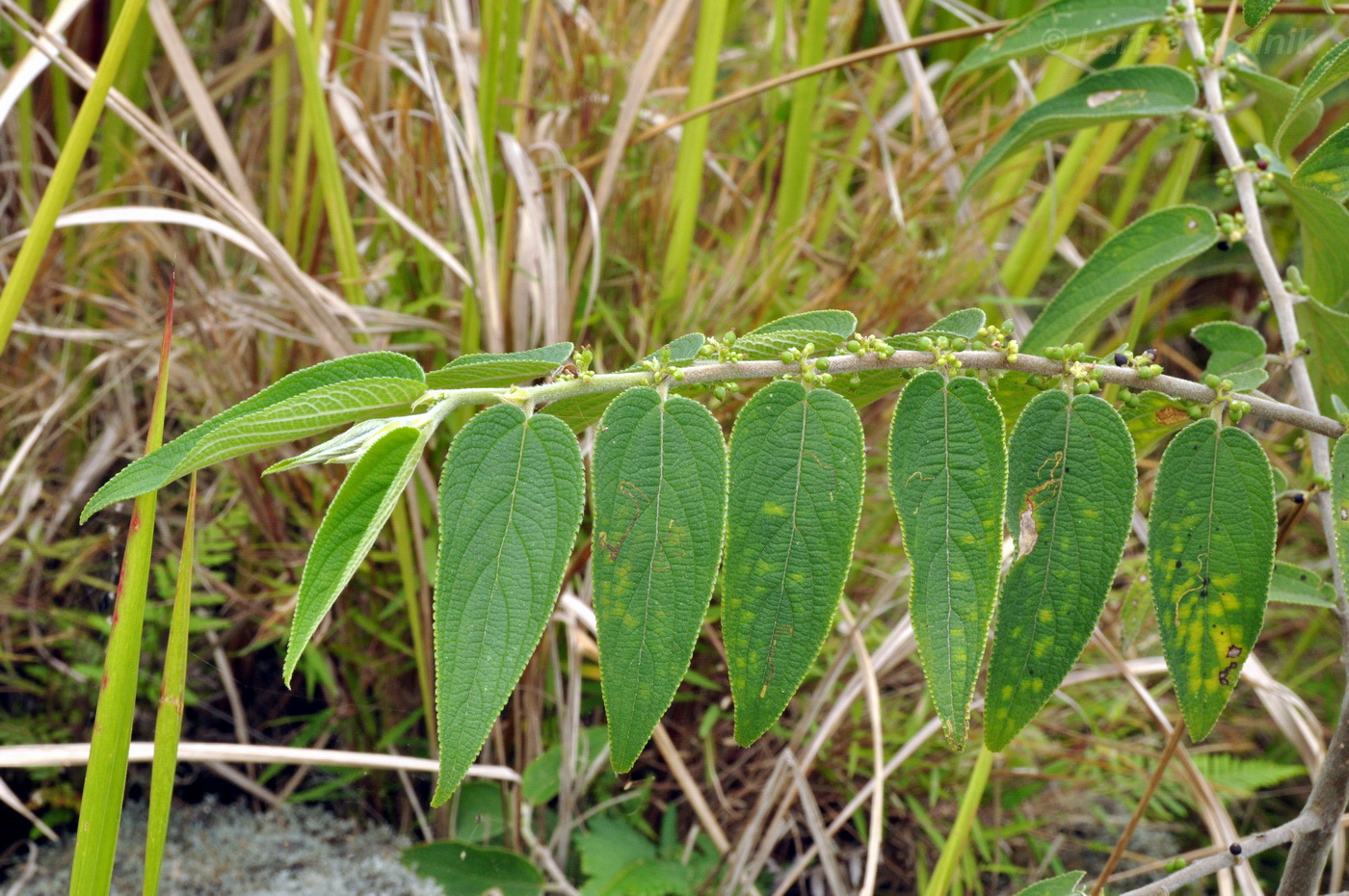 Image of genus Trema specimen.