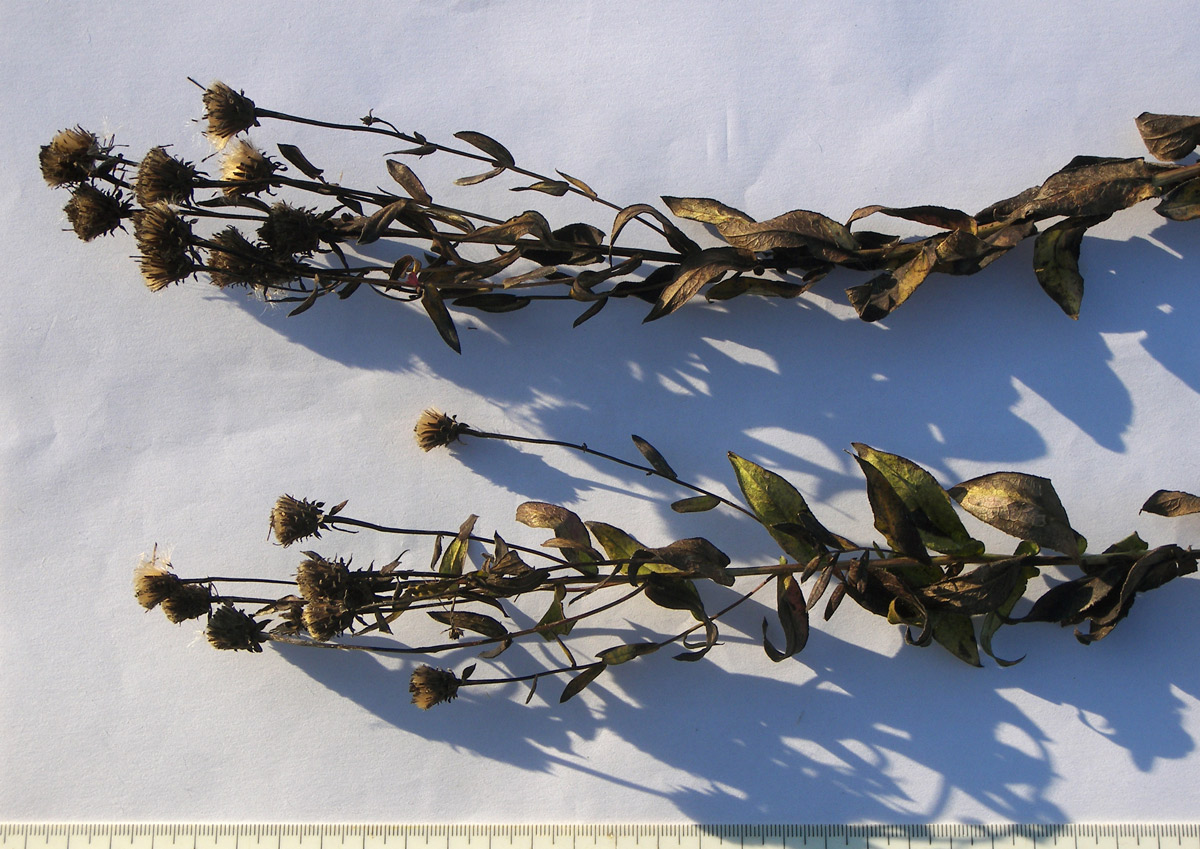 Image of Inula aspera specimen.