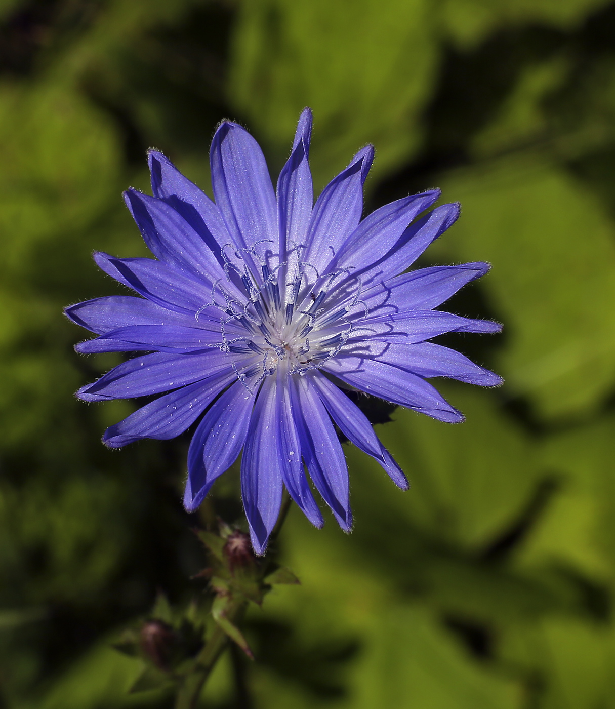 Image of Cichorium intybus specimen.