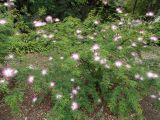 Calliandra brevipes. Цветущее растение. Австралия, г. Брисбен, ботанический сад. 03.12.2017.