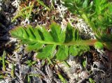 Acomastylis rossii