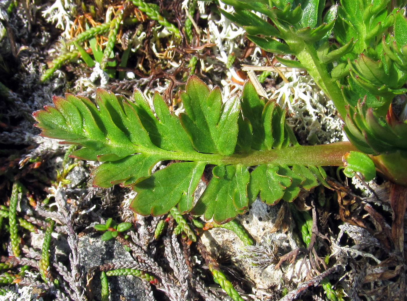 Изображение особи Acomastylis rossii.