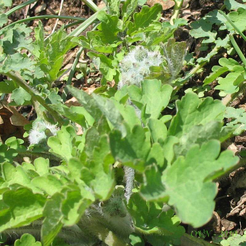 Изображение особи Chelidonium asiaticum.