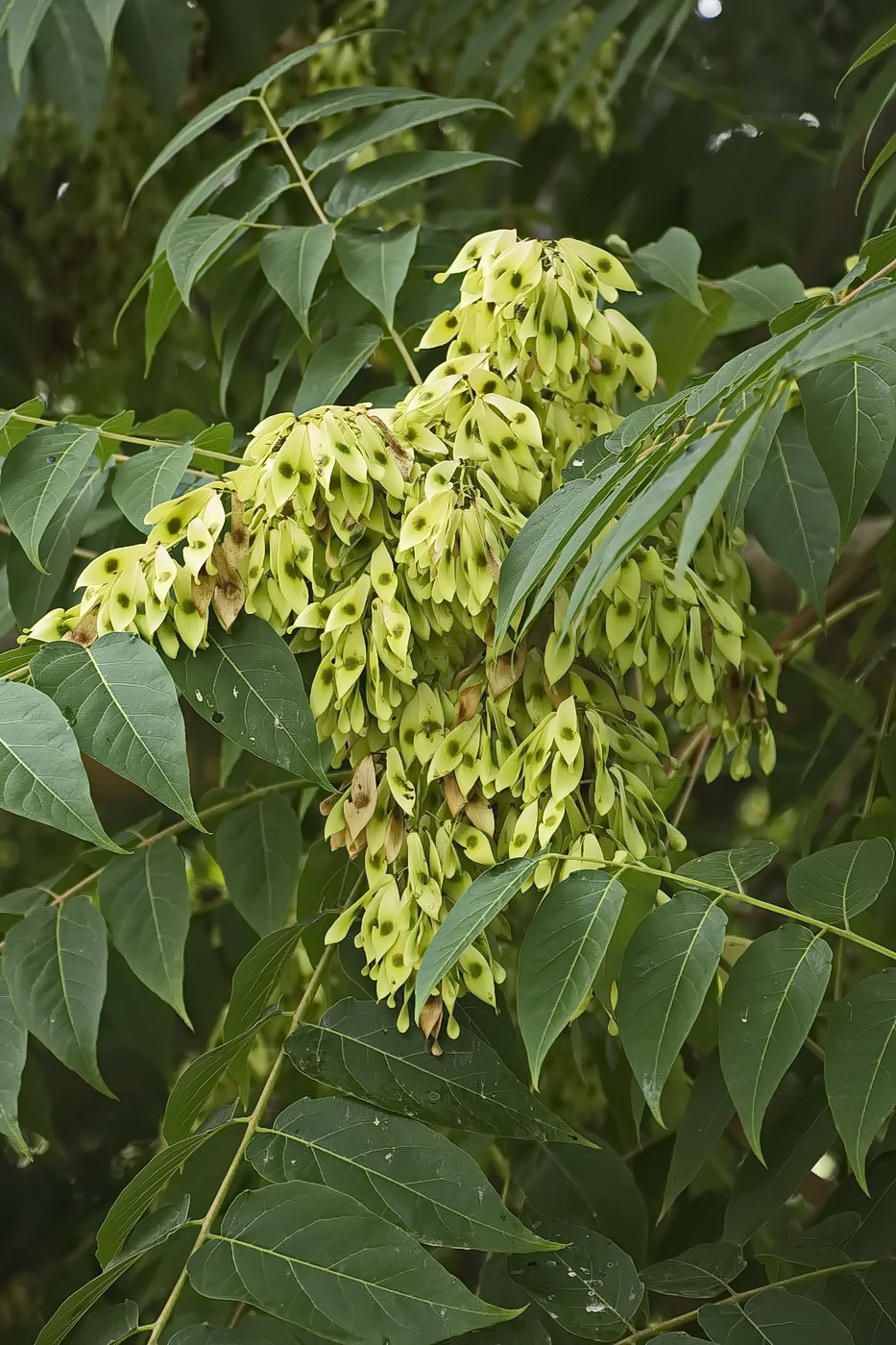 Изображение особи Ailanthus altissima.