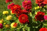 Zinnia elegans