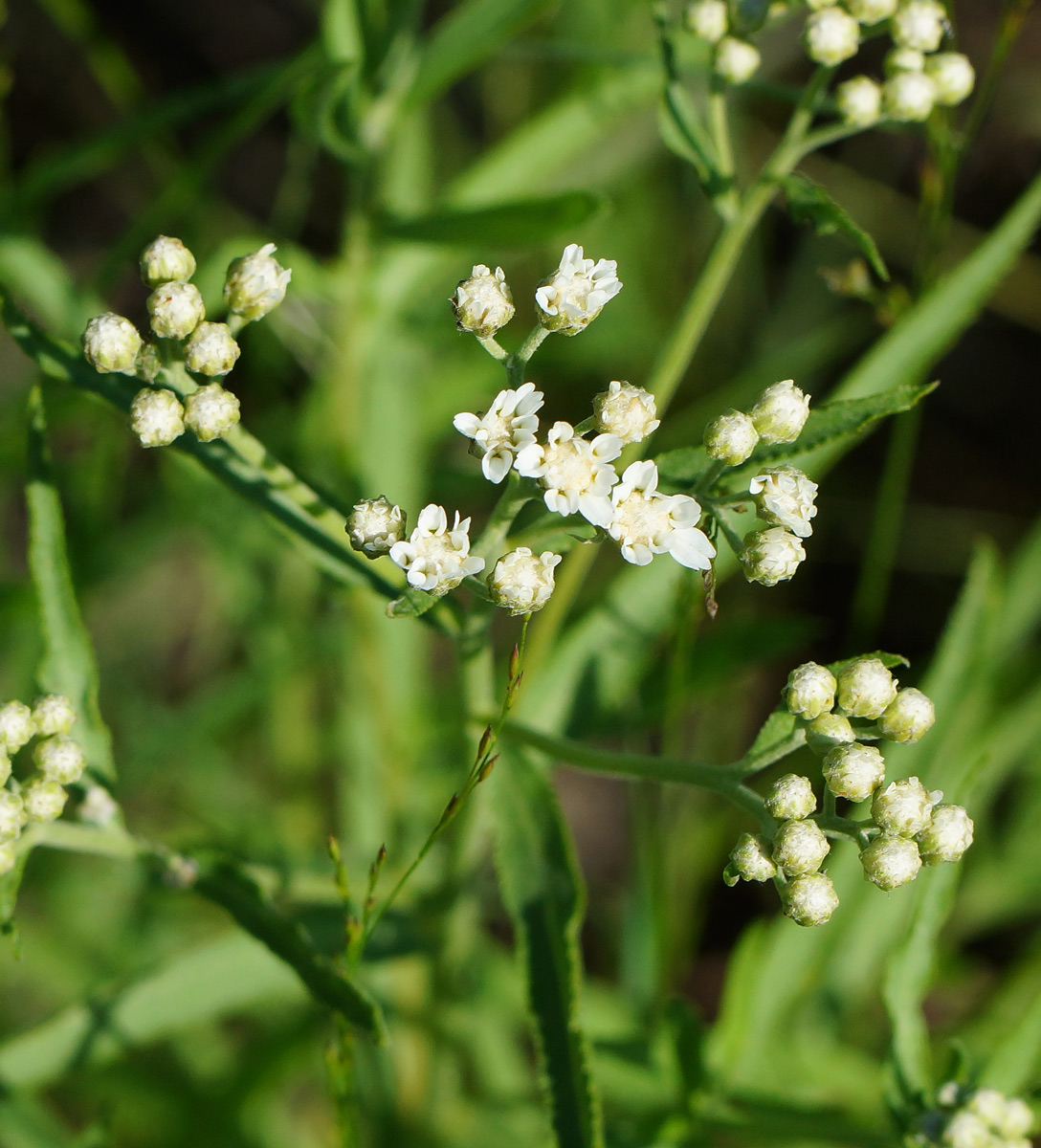 Изображение особи Achillea cartilaginea.